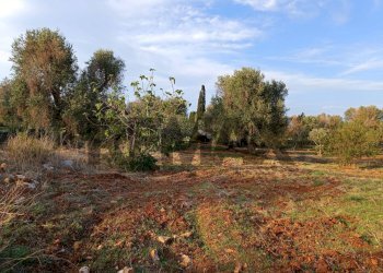 Giardino - Rustic Contrada Morgicchio
 
snc, Carovigno - photo 16