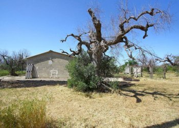 Terreno - Villa via Covile, Casarano - foto 26