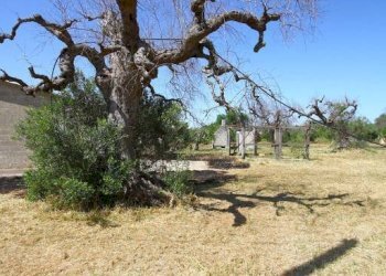 Terreno - Villa via Covile, Casarano - foto 27