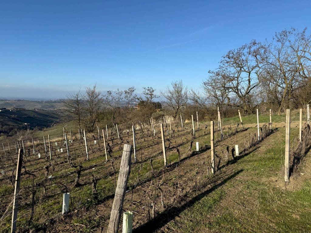 Terreno agricolo Santo Stefano Belbo - foto 3