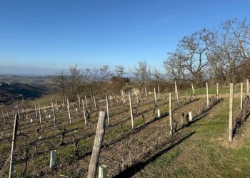 Terreno agricolo Santo Stefano Belbo - foto 3