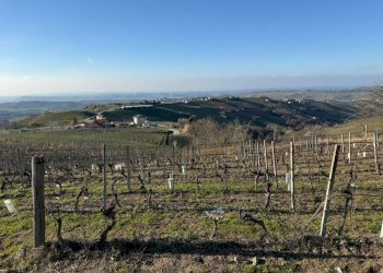 Terreno agricolo Santo Stefano Belbo - foto 4