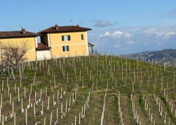 Terreno agricolo Santo Stefano Belbo - foto 7