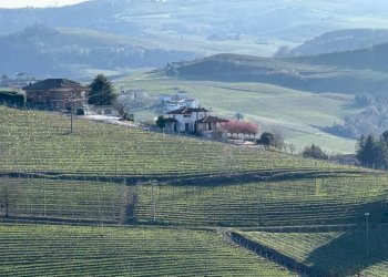 Terreno agricolo Santo Stefano Belbo - foto 8