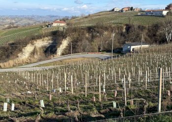 Terreno agricolo Santo Stefano Belbo - foto 10