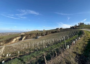 Terreno agricolo Santo Stefano Belbo - foto 11