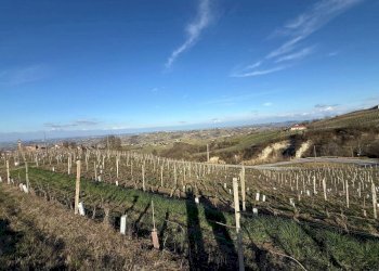 Terreno agricolo Santo Stefano Belbo - foto 12