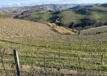 Terreno agricolo Santo Stefano Belbo - foto 17
