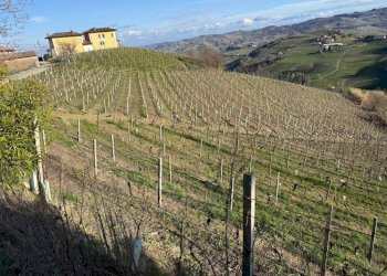 Terreno agricolo Santo Stefano Belbo - foto 19