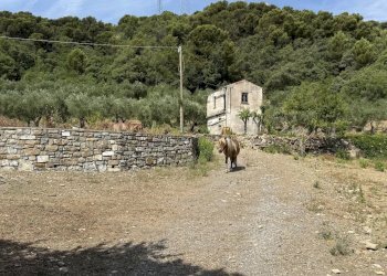 Casale Via Arboree, San Bartolomeo al Mare - photo 5