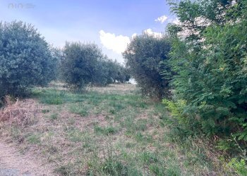 Foto 9 - Terreno agricolo Via Dell'Acquedotto
 
snc, Tortoreto - foto 9