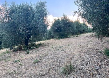 Foto 11 - Terreno agricolo Via Dell'Acquedotto
 
snc, Tortoreto - foto 11