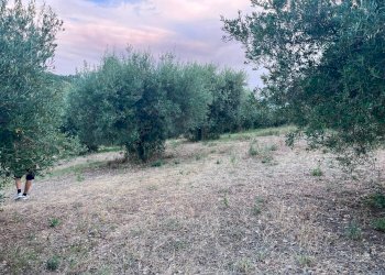 Foto 12 - Terreno agricolo Via Dell'Acquedotto
 
snc, Tortoreto - foto 12