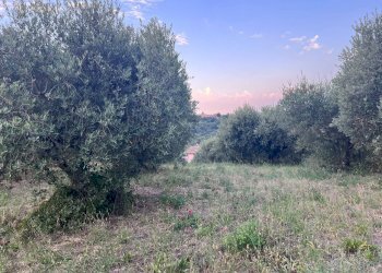 Foto 18 - Terreno agricolo Via Dell'Acquedotto
 
snc, Tortoreto - foto 18