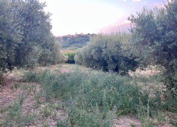 Foto 21 - Terreno agricolo Via Dell'Acquedotto
 
snc, Tortoreto - foto 21