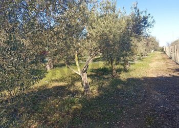 Giardino - Rustico contrada  mandredonna
 
snc, Chiaramonte Gulfi - foto 6