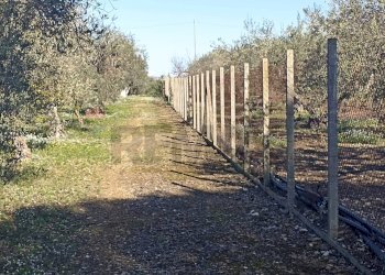 Giardino - Rustico contrada  mandredonna
 
snc, Chiaramonte Gulfi - foto 7