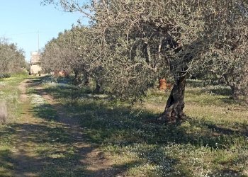 Giardino - Rustico contrada  mandredonna
 
snc, Chiaramonte Gulfi - foto 8