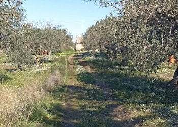 Giardino - Rustico contrada  mandredonna
 
snc, Chiaramonte Gulfi - foto 9