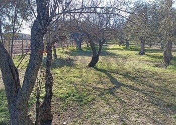 Giardino - Rustico contrada  mandredonna
 
snc, Chiaramonte Gulfi - foto 14