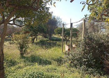 Giardino - Rustico contrada  mandredonna
 
snc, Chiaramonte Gulfi - foto 25
