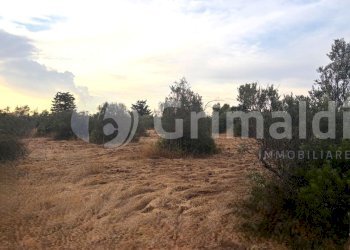 WhatsApp Image 2026-06-30 at 19.44.02 (11)_risulta - Terreno agricolo Strada Statale 274, Gallipoli - foto 15