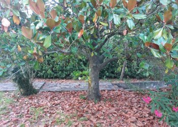 giardino - Casale Via Papa Giovanni XXIII 6, Castelnuovo Magra - photo 10
