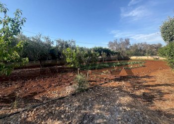 Giardino - Casa semi indipendente Via Pescara
 
snc, San Vito dei Normanni - foto 31