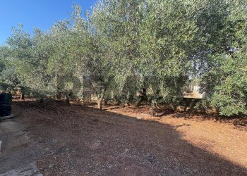 Giardino - Casa semi indipendente Via Pescara
 
snc, San Vito dei Normanni - foto 33