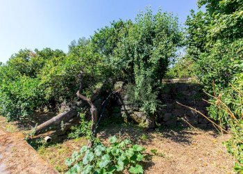 Giardino - Agricultural land Via Scigliano
8, Aci Catena - photo 4