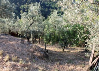 Giardino - Rustic Via Mignana
 
65, Vinci - photo 11