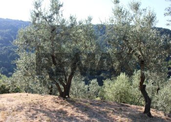 esterno - Rustic Via Mignana
 
65, Vinci - photo 14