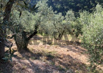 uliveta - Rustic Via Mignana
 
65, Vinci - photo 16