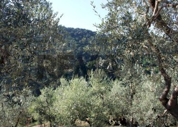 uliveta - Rustic Via Mignana
 
65, Vinci - photo 17
