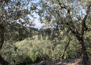 uliveta - Rustic Via Mignana
 
65, Vinci - photo 18