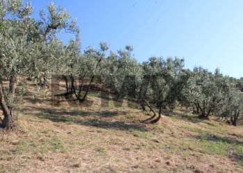 uliveta - Rustic Via Mignana
 
65, Vinci - photo 22