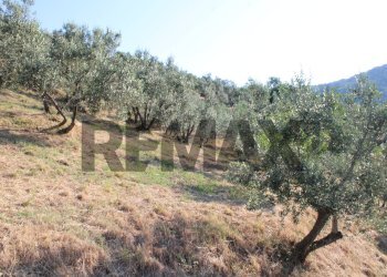 uliveta - Rustic Via Mignana
 
65, Vinci - photo 23