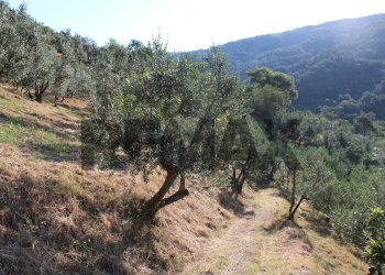 uliveta - Rustic Via Mignana
 
65, Vinci - photo 24