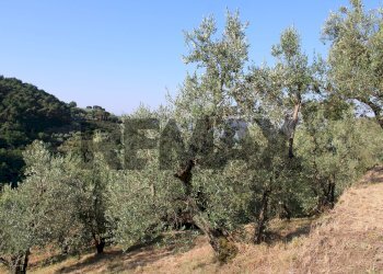 uliveta - Rustic Via Mignana
 
65, Vinci - photo 27