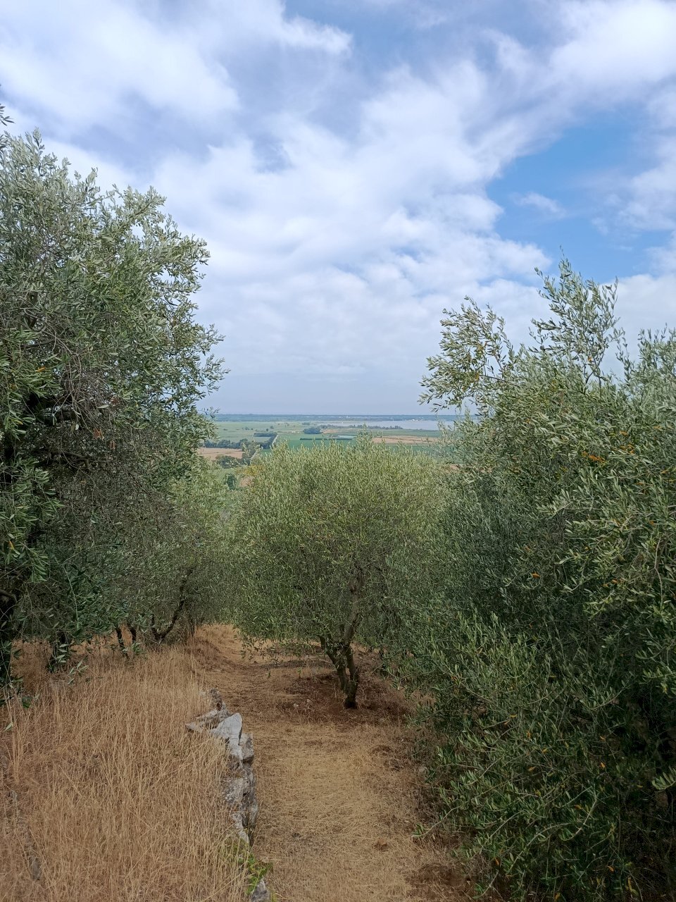 IMG_20260706_094231 - Rustico Massarosa - foto 1