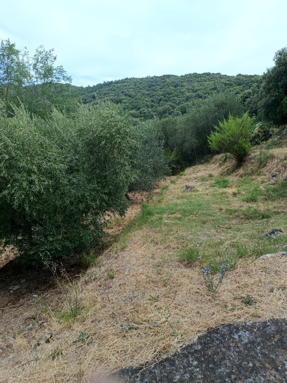 IMG_20260706_094348 - Rustico Massarosa - foto 3