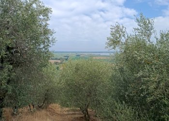 IMG_20260706_094231 - Rustico Massarosa - foto 1