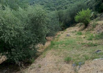 IMG_20260706_094348 - Rustico Massarosa - foto 3