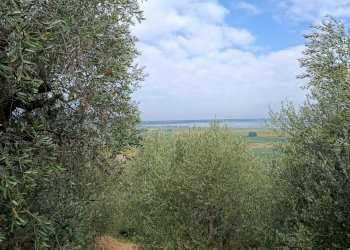 IMG_20260706_094414 - Rustico Massarosa - foto 5