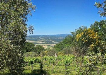 immagine_044 - Casale Castel Viscardo - foto 22