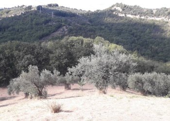 Foto 3 - Terreno agricolo Contrada Cugnoli, Turrivalignani - foto 3