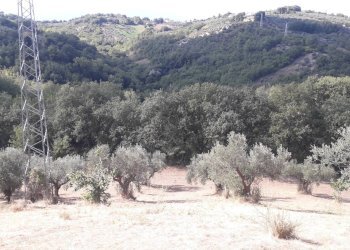Foto 4 - Terreno agricolo Contrada Cugnoli, Turrivalignani - foto 4