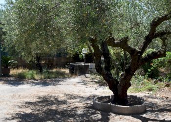 Giardino - Casa semi indipendente Via Gorga
 
29, Nettuno - foto 9