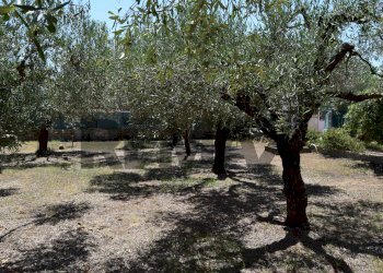 Giardino - Casa semi indipendente Via Gorga
 
29, Nettuno - foto 18