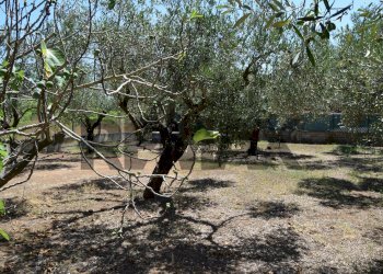 Giardino - Casa semi indipendente Via Gorga
 
29, Nettuno - foto 19